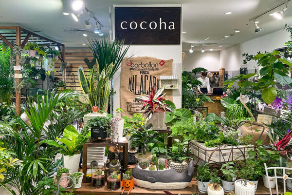 天神　観葉植物　cocoha 雰囲気